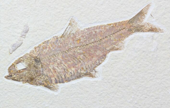Large, Knightia Alta Fossil Fish - Wyoming #40504